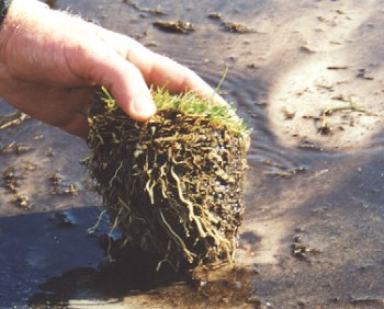 fig6.jpg (28329 bytes)