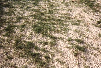 fig8.jpg (39830 bytes)