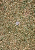 fig9a.jpg (17021 bytes)