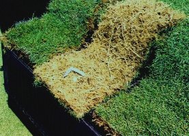 washedsod.jpg (25743 bytes)